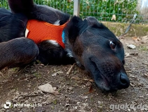 BRISKO    sehnt sich nach seinem Traumkörbchen