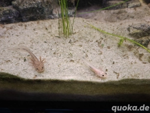Axolotl Jungtiere