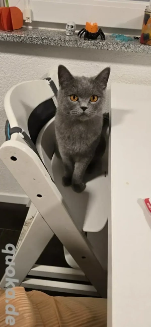 BKH Kätzin 2 Jahre alt