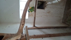 Gelbflügelblaustirnamazone