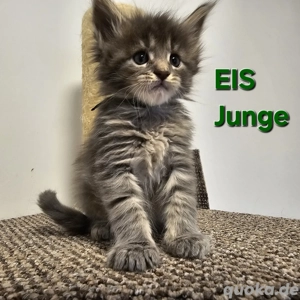 Reinrassige MaineCoon-Kitten mit Stammbaum