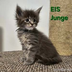 Reinrassige MaineCoon-Kitten mit Stammbaum