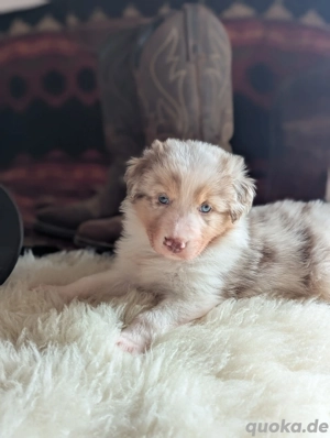 Australian Shepherd Welpen 