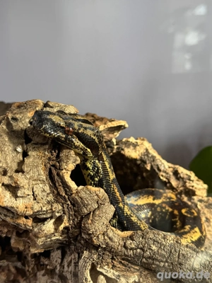 Boa Constrictor Hypo IMG 1.0