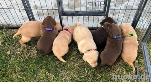 Reinrassige Labradorwelpen, 2 Schokoladenweibchen, 1 gelbe Hündin, 1 Schokoladenmännchen, 