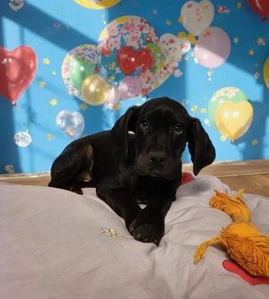 Deutsche Doggen Welpen