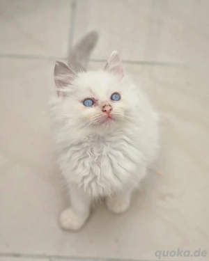 Ragdoll Kater