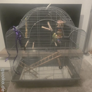 ein paar Wellensittiche mit einem Käfig