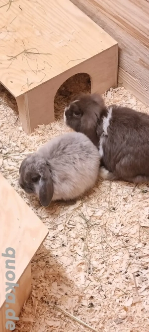 mini-lop Kaninchen zu verkaufen 