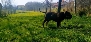 4 jähriger5 Schoko Olde English Bulldog