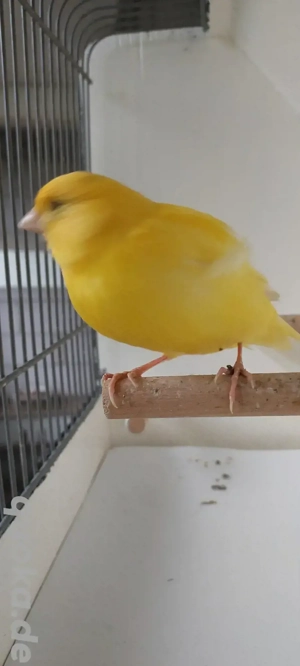 Kanarienvögel abzugeben 