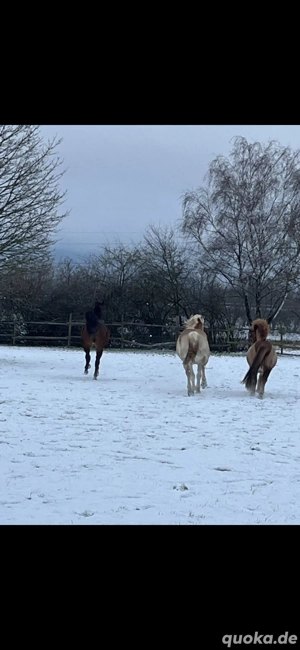 Offenstall, Offenstallplatz, Frei