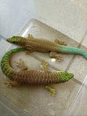 Phelsuma (Querstreifen-Taggecko)