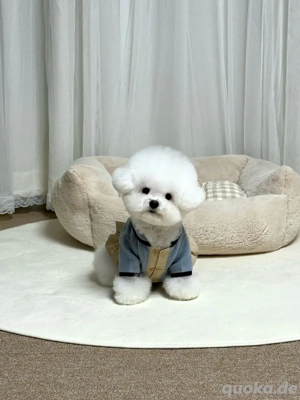 Bichon frise 