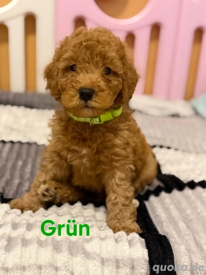 Pudel   Kleinpudel Welpen 
