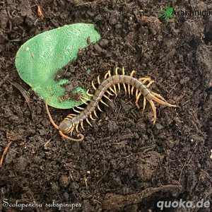 Scolopendra subspinipes Nachzuchten! Hundertfüßer, Tausendfüßer, Wirbellose, Insekten, Spinnen