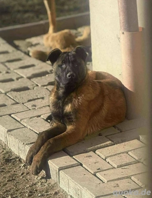 Sokrates, Schönling mit Einschränkung sucht seine verantwortungsvollen Menschen 