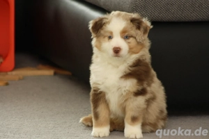 Mini Australian Shepherd  Miniature Australian Shepherd Welpen