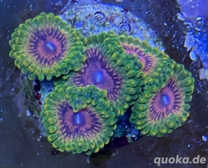 Zoa Grandmaster Krakatoa (GMK) - 5+ Polypen