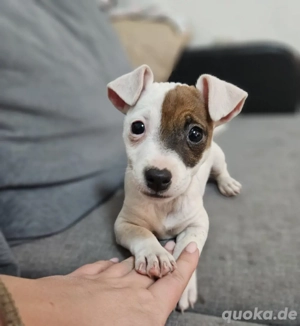 Süße Jack Russell Terrier Welpen