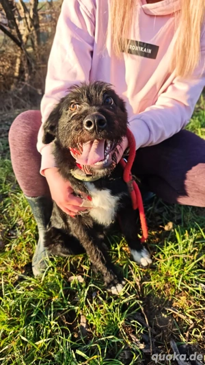 *FLORIAN* Ich bin lieb, aktiv, verspielt, sozial, und ich bin schon leinenführig