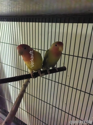 Verkaufe zwei süße Rosenköpfchen 