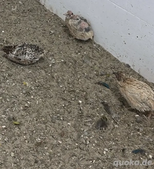  verschiedene  Legewachteln 