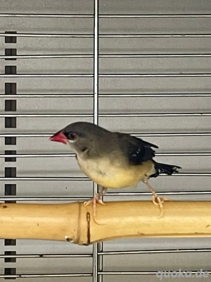 Tigerfink, Tüpfelastrild