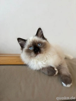 Ragdoll Katze 