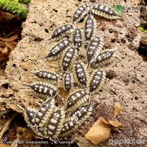 Wir bieten div. Asseln & Tausendfüßer