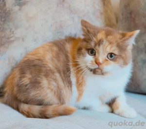 Weibliches Britisch-Kurzhaar-Kätzchen