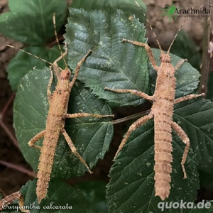 Wir bieten div. Phasmiden & Mehr! Wirbellose, Gespenstschrecken, Stabschrecken, wandelndes Blatt!