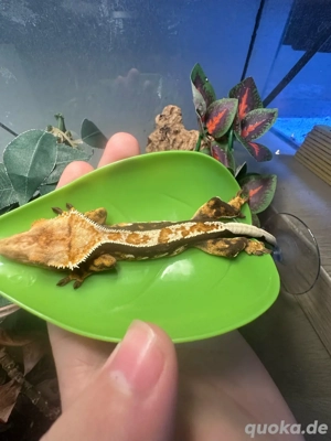 Kronengecko 