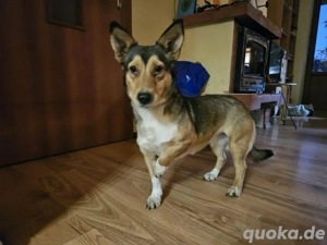 Hast du ein Körbchen für mich?