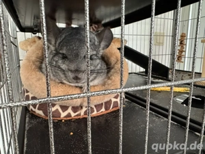 2 Chilchilla Männchen