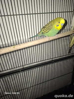 Juge Wellensittiche zum Verschenken 
