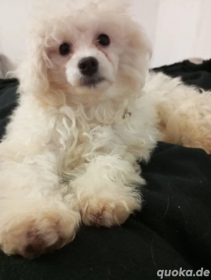 Wunderschöne Maltipoos (Malteser Zwergpudel) 