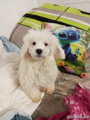 Wunderschöner Maltipoos Bube (Malteser Zwergpudel) 