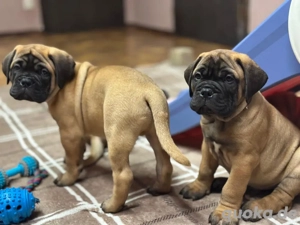 Bullmastiff Wurfplanung Sommer 2026