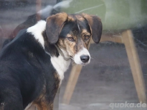 Für liebe Fellnase, liebevolles Zuhause gesucht.