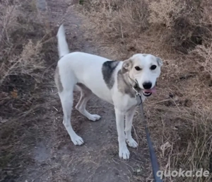 Hübsche Lulu - wartet reisefertig an der Ostfront der Ukraine