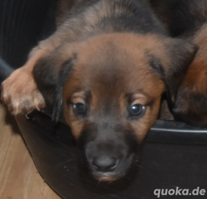 4 kleine Mischlingsrüden suchen neues zu Hause 