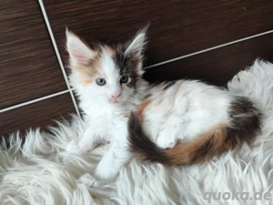 Wunderschöne Maine-Coon-Kätzchen mit Stammbaum