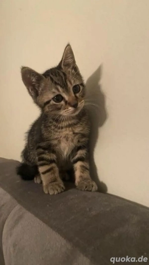 Liebevolles Zuhause *SUCHT* 2 Kitten