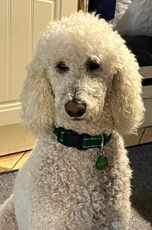  Königspudel 4 Jahre