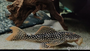 L 14 Scobinancistrus aureatus - L-Welse - Sonnenwelse - Aquarium