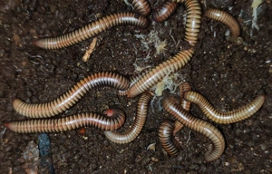Atopochetus dollfusi - Tausendfüßer - Terrarium - Asseln Bild 2