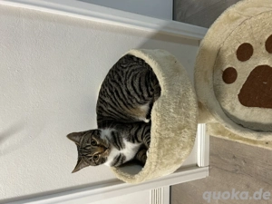 Bengal mix Kätzchen 