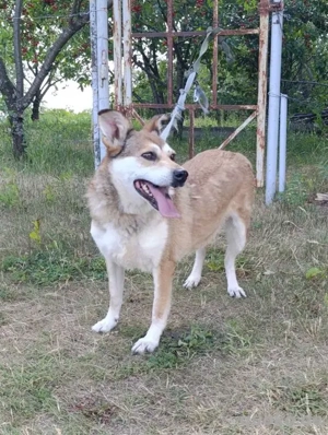 Kralya ist lieb und unkompliziert - wartet in der Ukraine