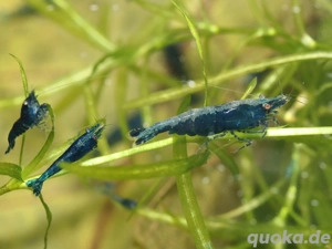 Blue Sapphire Garnelen - Neocaridina - Aquascaping - Aquarium Bild 2